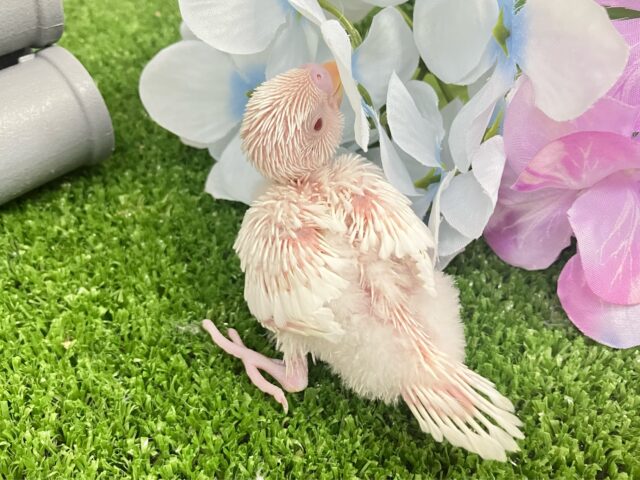セキセイインコ