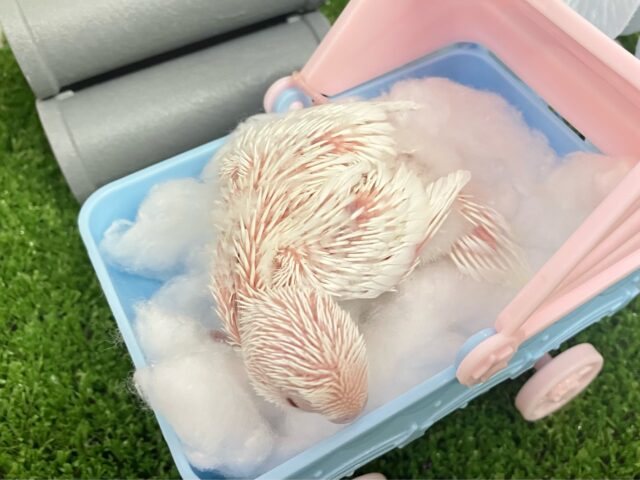 セキセイインコ