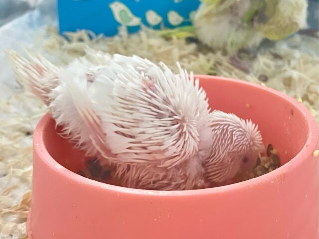 セキセイインコ