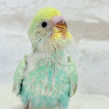 トコトコ歩きが可愛いの♡セキセイインコ(パステルカラーレインボー) ヒナ