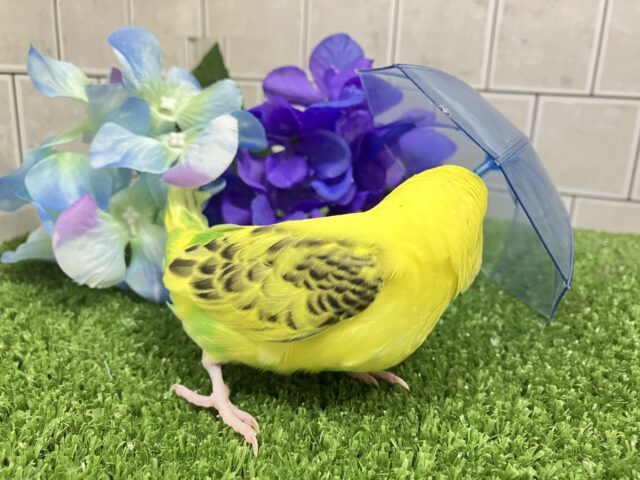 セキセイインコ