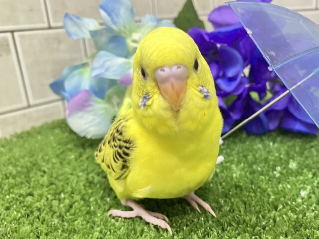 セキセイインコ
