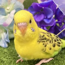 ✨最新画像✨凛と、、❓隠れ咲き黒薔薇𓂃🥀𓈒𓏸💛セキセイインコ(イエローハルクイン/2025年5月上旬生まれ)