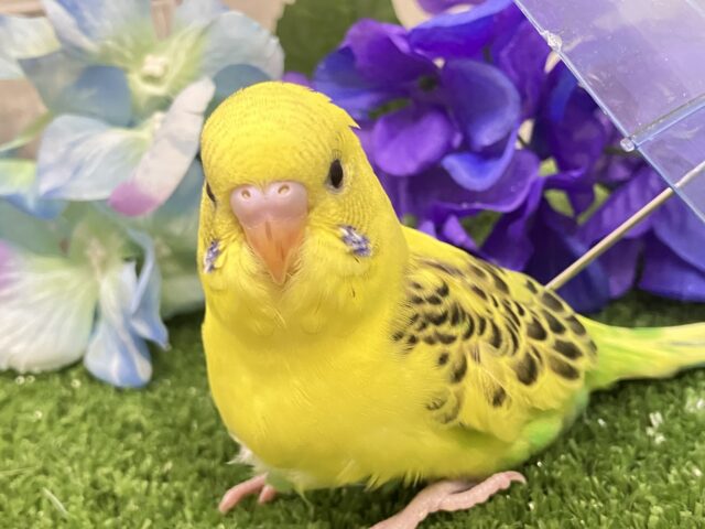 ✨最新画像✨凛と、、❓隠れ咲き黒薔薇𓂃🥀𓈒𓏸💛セキセイインコ(イエローハルクイン/2025年5月上旬生まれ)