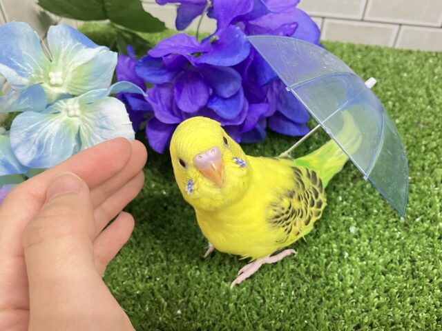セキセイインコ