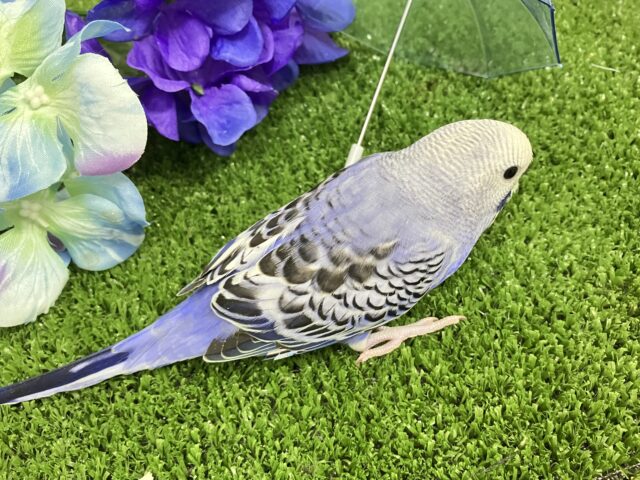 セキセイインコ