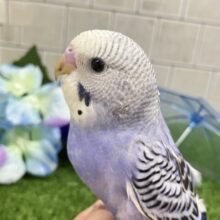 ✨最新画像✨ふりるフリフリ👗✧*｡𝐆𝐫𝐞𝐚𝐭グレープ❕👍🏻.*˚セキセイインコ(バイオレットオパーリン/2025年5月上旬生まれ)