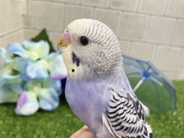 ✨最新画像✨ふりるフリフリ👗✧*｡𝐆𝐫𝐞𝐚𝐭グレープ❕👍🏻.*˚セキセイインコ(バイオレットオパーリン/2025年5月上旬生まれ)