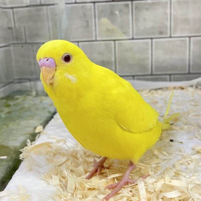 セキセイインコ