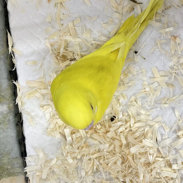 セキセイインコ