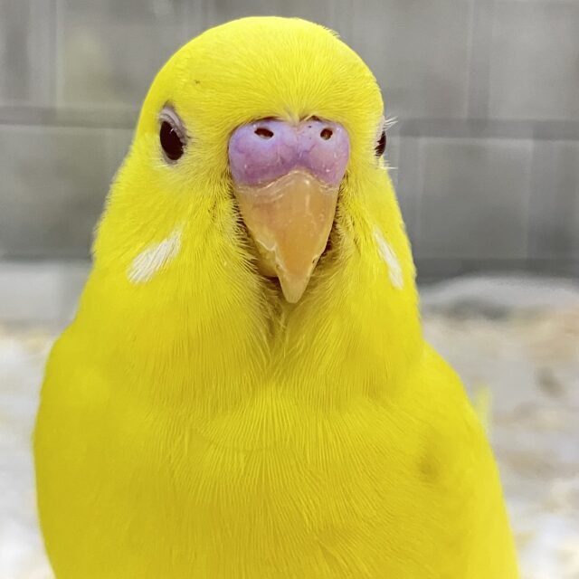 ✨最新画像✨ᑭOᑭに駆け抜けろ❕シューティングスター！💫🪄︎︎◝✩セキセイインコ(ルチノー/2025年4月生まれ)