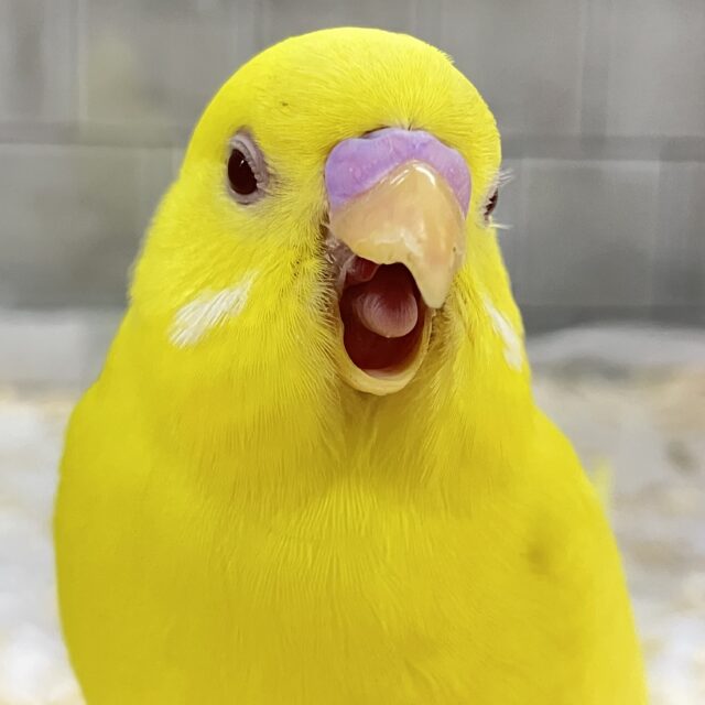 もちもち様　10.21 黄色のセキセイインコ　レジンヘアゴム　フラワー もちもち様 10.21 黄色のセキセイインコ レジンヘアゴム フラワー