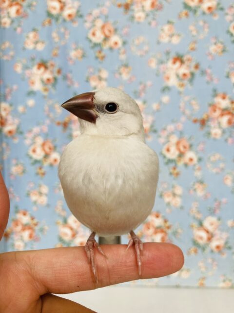 シルバー文鳥
