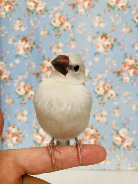 ぽよよん🤍* ヒナご飯卒業🎓懐こくかわいいシルバー文鳥ちゃん🕊️✨