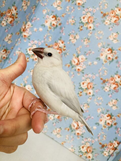シルバー文鳥