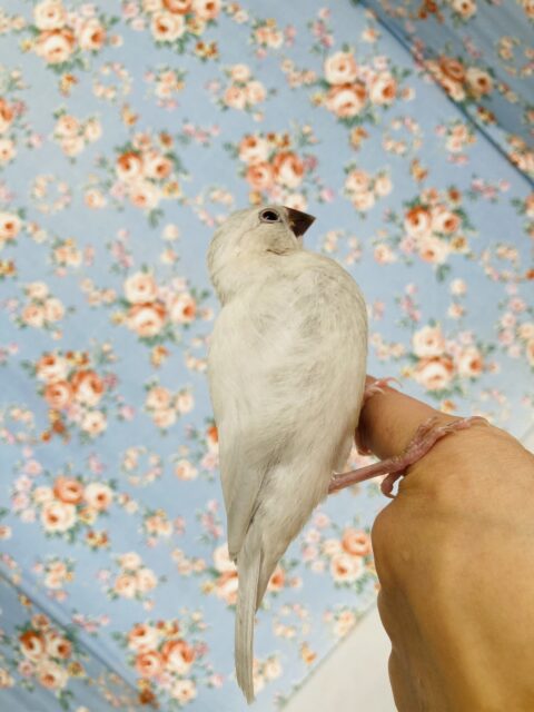 シルバー文鳥