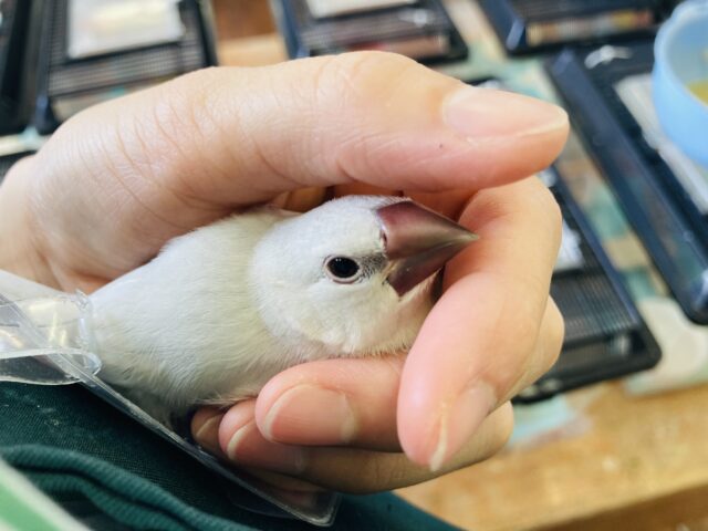 シルバー文鳥