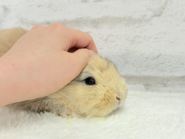 ネザーランドドワーフ