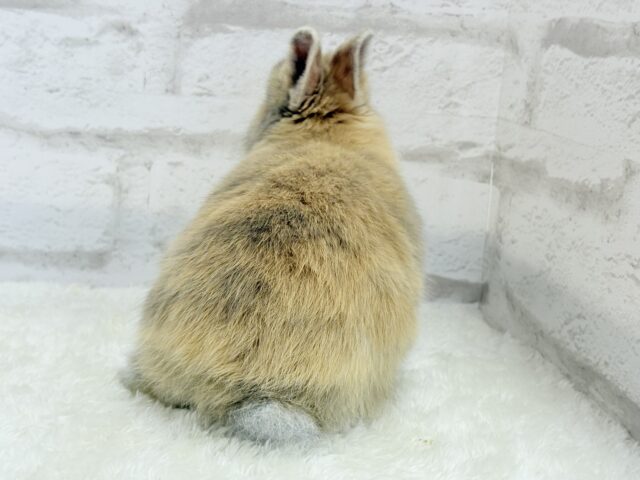 ネザーランドドワーフ