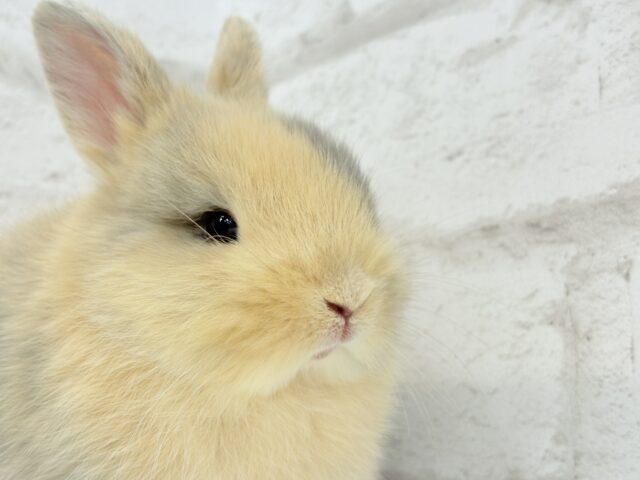 ネザーランドドワーフ