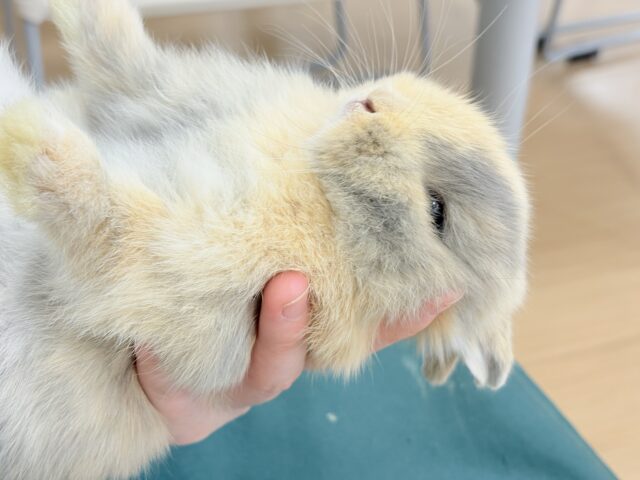 ネザーランドドワーフ
