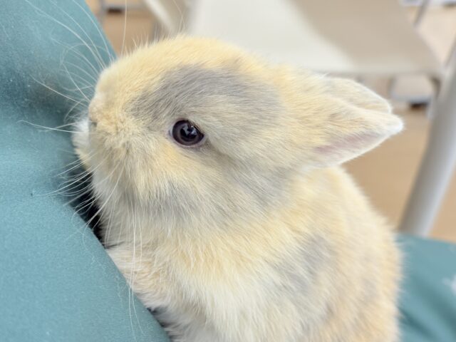 ネザーランドドワーフ
