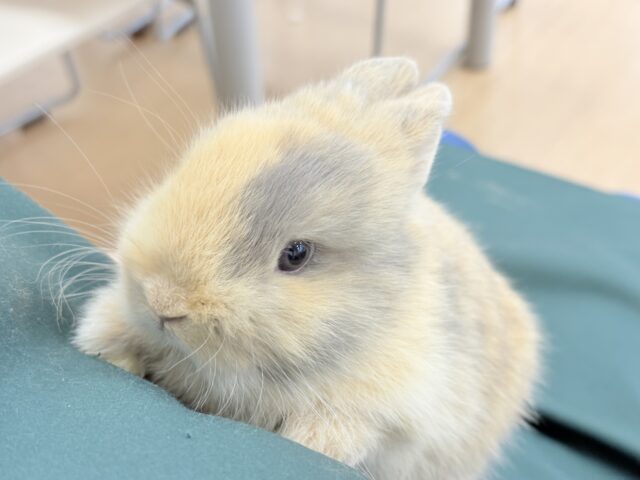 ネザーランドドワーフ