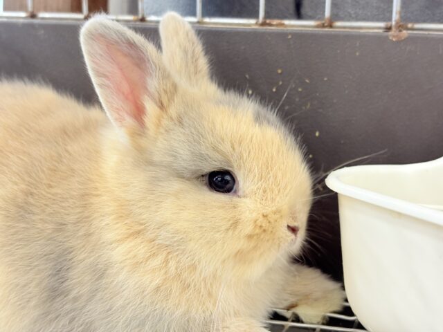 ネザーランドドワーフ