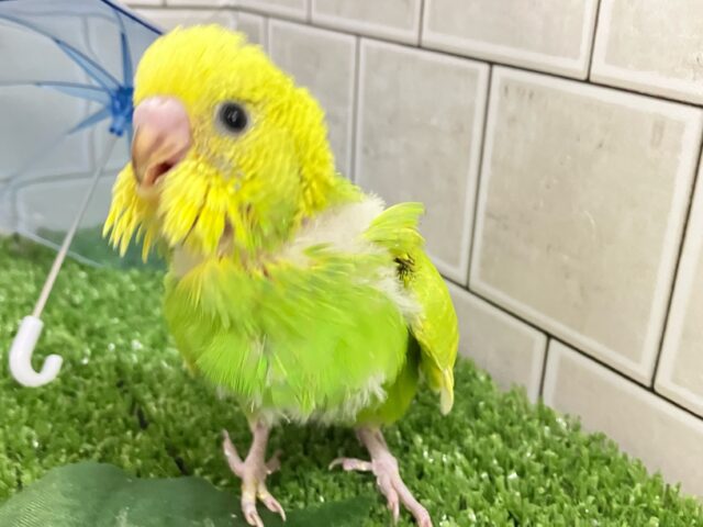 セキセイインコ