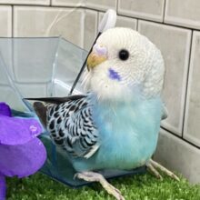 ✨最新画像✨空へはじけろ✨️ ✈️ ﾊﾟﾁﾊﾟﾁサイダー❕｡･*･:≡( 「ε:)ﾉ🍹セキセイインコ(ブルーオパーリン/2025年5月生まれ)
