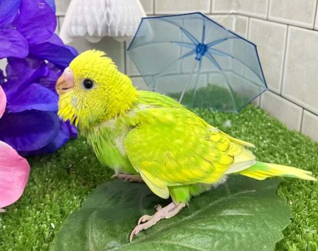 セキセイインコ