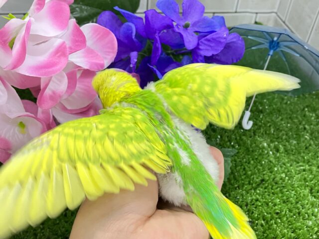 セキセイインコ
