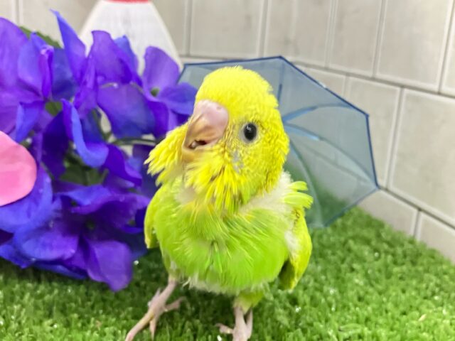 セキセイインコ