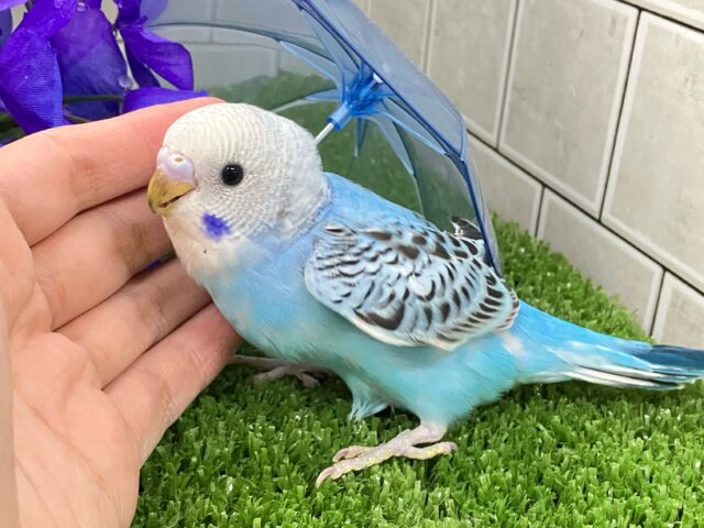 価格の安いセキセイインコ レインボー / アクア＆ペット かねだい