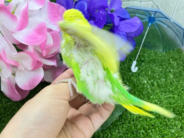 セキセイインコ