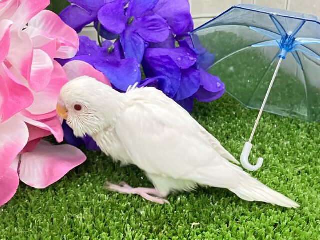 セキセイインコ