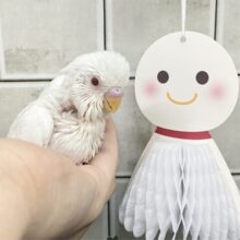 ✨最新画像✨一着万歳🥇✨️とつげき𝐌𝐈𝐋𝐊𝐘❕🍼セキセイインコ(アルビノ/2025年5月生まれ)