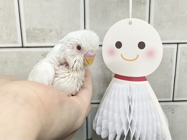 ✨最新画像✨一着万歳🥇✨️とつげき𝐌𝐈𝐋𝐊𝐘❕🍼セキセイインコ(アルビノ/2025年5月生まれ)