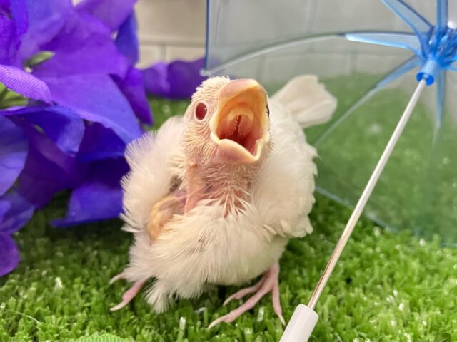 ✨最新画像✨煌びやかシルバーにキラッと輝く赤目♬　シルバーイノ文鳥