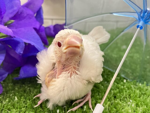 シルバーイノ文鳥