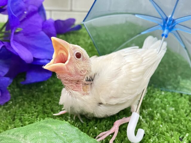 シルバーイノ文鳥
