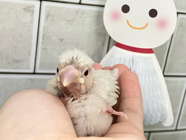 シルバーイノ文鳥