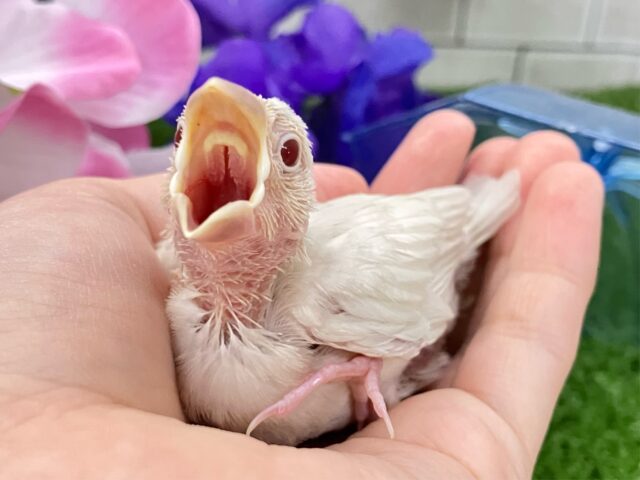 シルバーイノ文鳥
