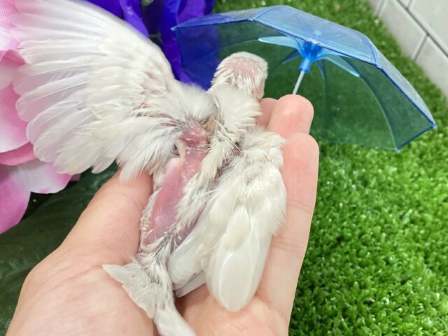 シルバーイノ文鳥