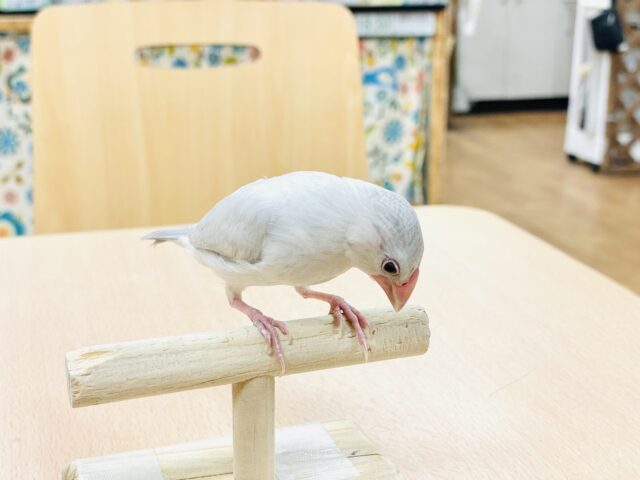 シルバー文鳥