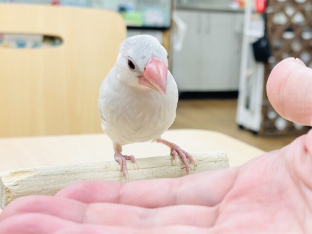 シルバー文鳥