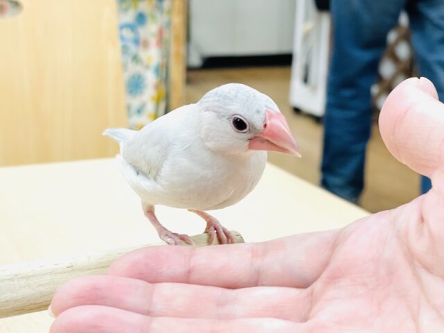 シルバー文鳥