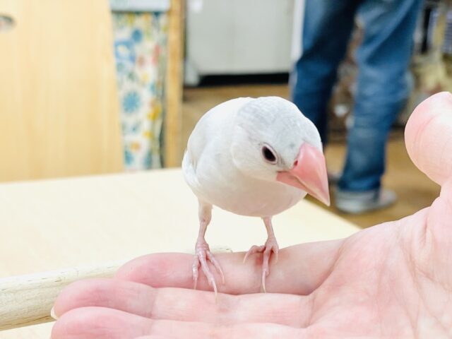 シルバー文鳥