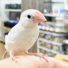 【最新画像】元気いっぱい成長中！シルバー文鳥ちゃん❣️(シルバー文鳥)(ヒナ)
