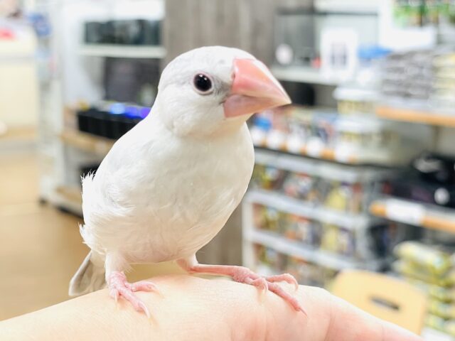 【最新画像】元気いっぱい成長中！シルバー文鳥ちゃん❣️(シルバー文鳥)(ヒナ)